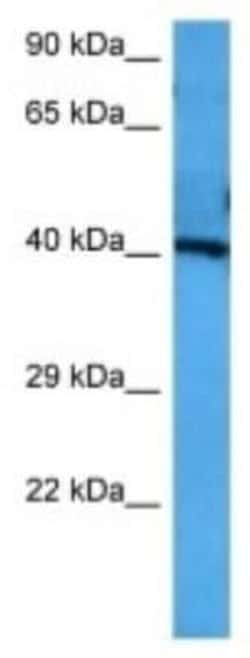 SLC7A5/LAT1 Rabbit anti-Mouse, Polyclonal, Novus Biologicals:Antibodies:Primary